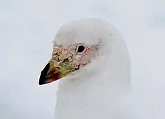 Porträtfoto eines Weißgesicht-Scheidenschnabels