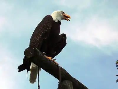 Weißkopfseeadler