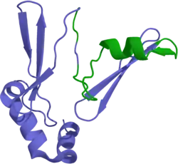 Ghrelin