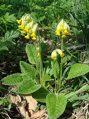 Wiesen-Schlüsselblume