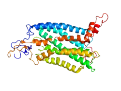 C-C chemokine receptor type 2