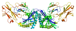 T-cell surface glycoprotein CD1a