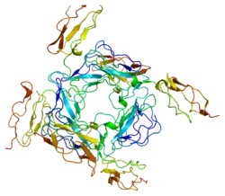 Membrancofaktorprotein