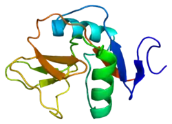 Early activation antigen CD69