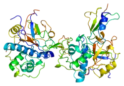 HLA class II histocompatibility antigen gamma chain