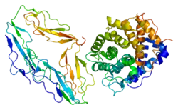 Complement receptor type 2