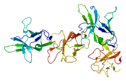 Immunoglobulin alpha Fc receptor