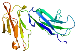 Fcγ-Rezeptor IIa