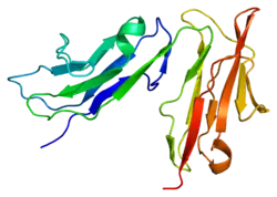 Fcγ-Rezeptor IIIb