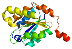 Gephyrin