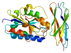 Intercellular adhesion molecule 3