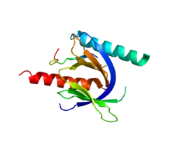 Integrin beta-1