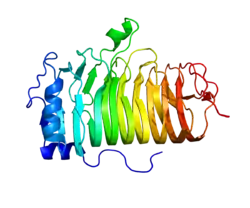 B-lymphocyte antigen CD20