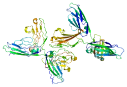 Neural cell adhesion molecule 1