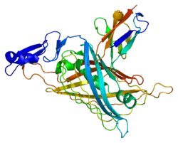 Entactin