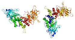 Rezeptor-Typ Tyrosin-Proteinphosphatase C