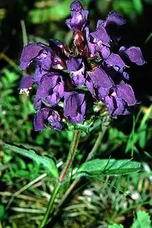 Prunella grandiflora