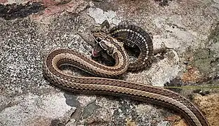 Quergebänderte Sandrennnatter (P. crucifer) mit Echse