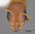 Pseudomyrmex apache