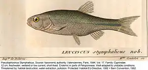 Pseudophoxinus stymphalicus, geschützter / gefährdeter Fisch im See