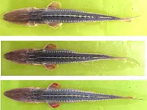 Kleiner Amudarja-Schaufelstör (Pseudoscaphirhynchus hermanni)