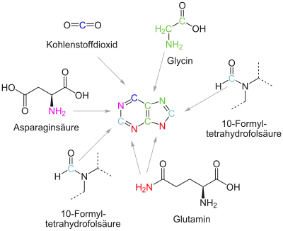 Edukte der De-novo-Biosynthese von Purin