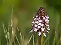 Purpur-Knabenkraut im Naturschutzgebiet Perfeist