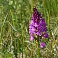 Pyramiden-Hundswurz (Anacamptis pyramidalis)