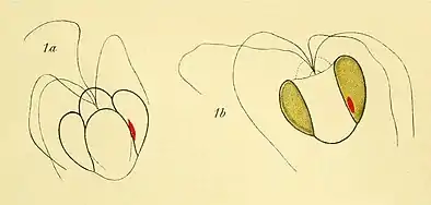 P. adriaticusJosef Schiller, 1913