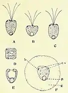 P. inconstansW. J. Hodgetts, 1920