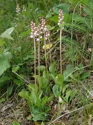 Kleines Wintergrün (Pyrola minor)