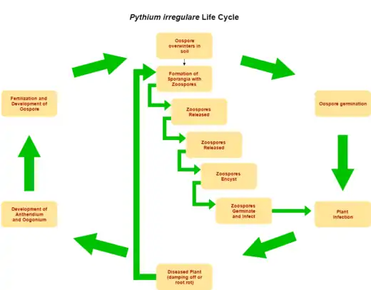 Lebenszyklus von Pythium irregulare