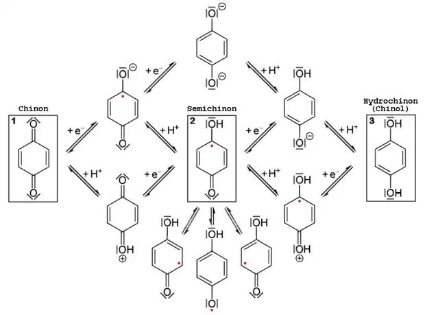 Redoxgleichgewichte (l.u. nach r.o.) sowie Säure-Basen-Gleichgewichte (l.o. nach r.u.) für Chinon am Beispiel von 1,4-Benzochinon.