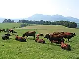 Herde mit einer schwarzen Kuh im Französischen Saurier im Département Puy-de-Dôme in der Auvergne