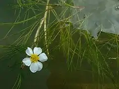 Flutender Wasserhahnenfuß (Ranunculus fluitans)