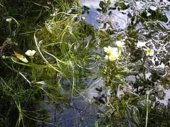 Pinselblättriger Wasserhahnenfuß