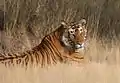 Tiger in Ranthambhore