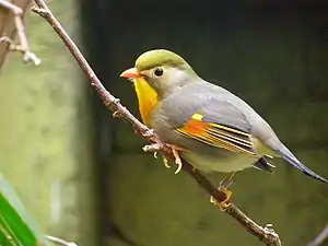 Rotschnabel-Sonnenvogel (Leiothrix lutea): besonders bunt