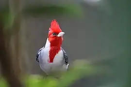 Rotschopftangare (Paroaria coronata)