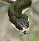 Schlangen züngeln mit geschlossenem Maul.