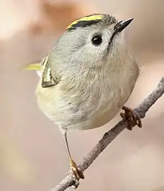 Wintergoldhähnchen(Regulus regulus):besonders klein