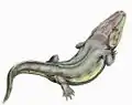 Rhinesuchus