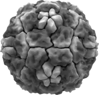 Virion des Rhinovirus