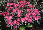 Rhododendron yakushimanum 'Rendezvous'