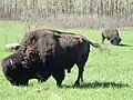 Bisonbullen