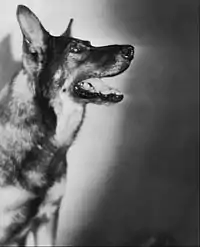 Einer der bekanntesten Hundedarsteller in den 1920er Jahren war Rin Tin Tin, 1929 (The Frozen River)