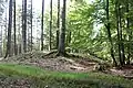 Keltischer Ringwall Burscheider Mauer bei Landscheid in der Eifel.