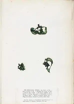 R. nitida Ag., Tafel aus dem Herbarium der Brüder Pierre-Louis und Hippolyte-Marie Crouan, 1852.