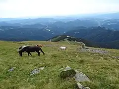 Pferde im Gipfelbereich, Blick über die Weststeiermark.