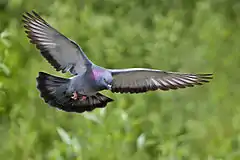 Stadttaube (Columba livia) im Flug